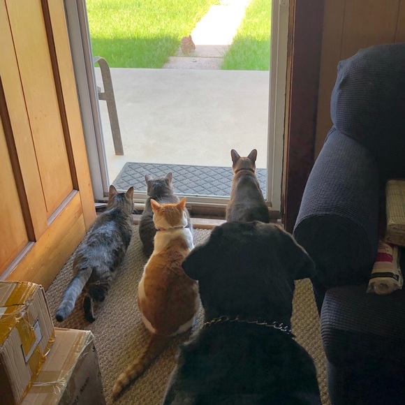 Hi, I’m Jamie, and these are our 5 fur-babies! - Picture 2 of 8